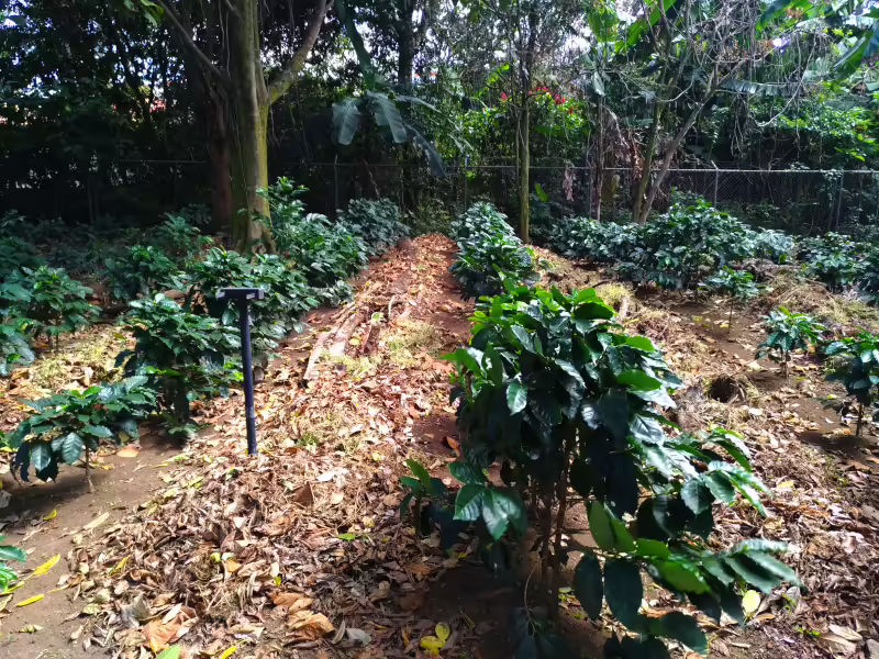 Nuevos arbustos de café