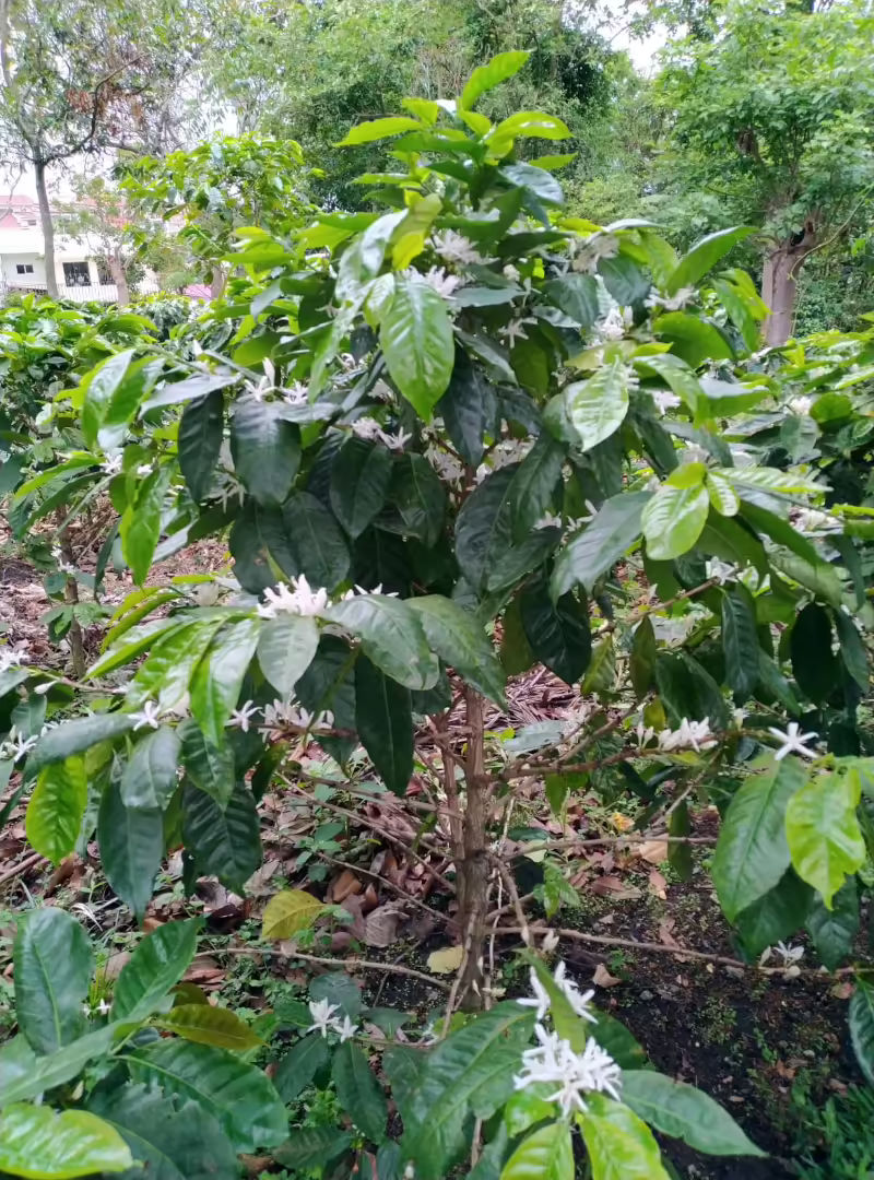 Floración de café, abril 2022