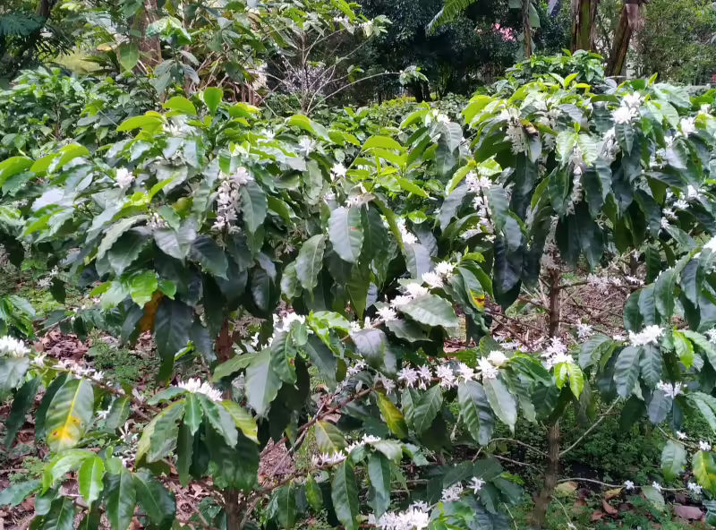 Floración de café, abril 2022